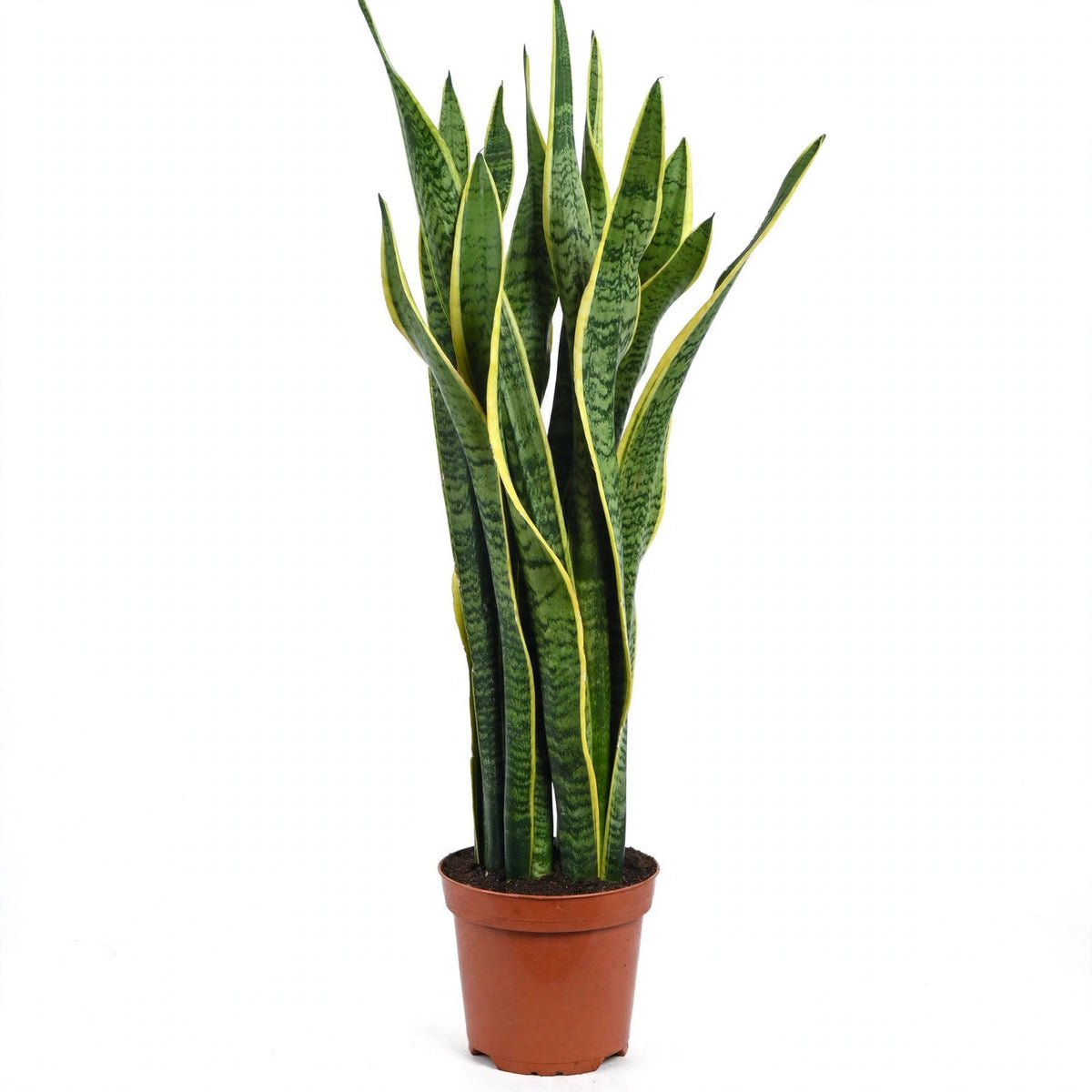 Laurentii Snake Plant in nursery pot
