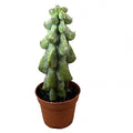 Boobie Cactus in nursery pot