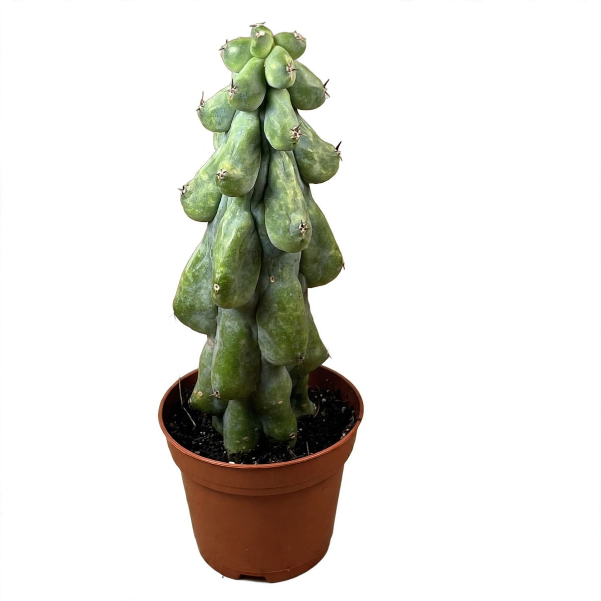 Boobie Cactus in nursery pot