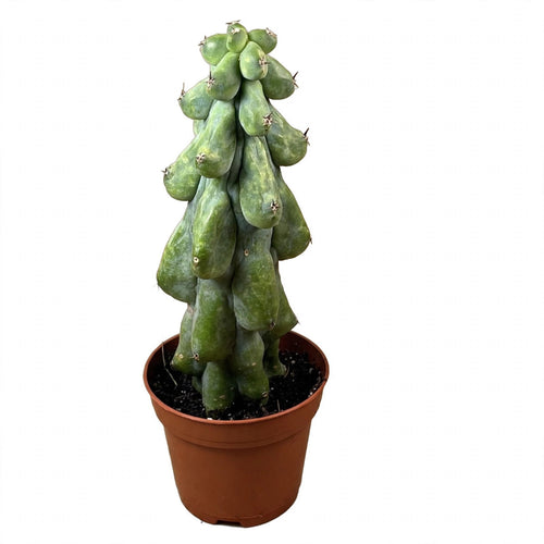Boobie Cactus in nursery pot