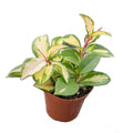 Krimson Princess Hoya in nursery pot