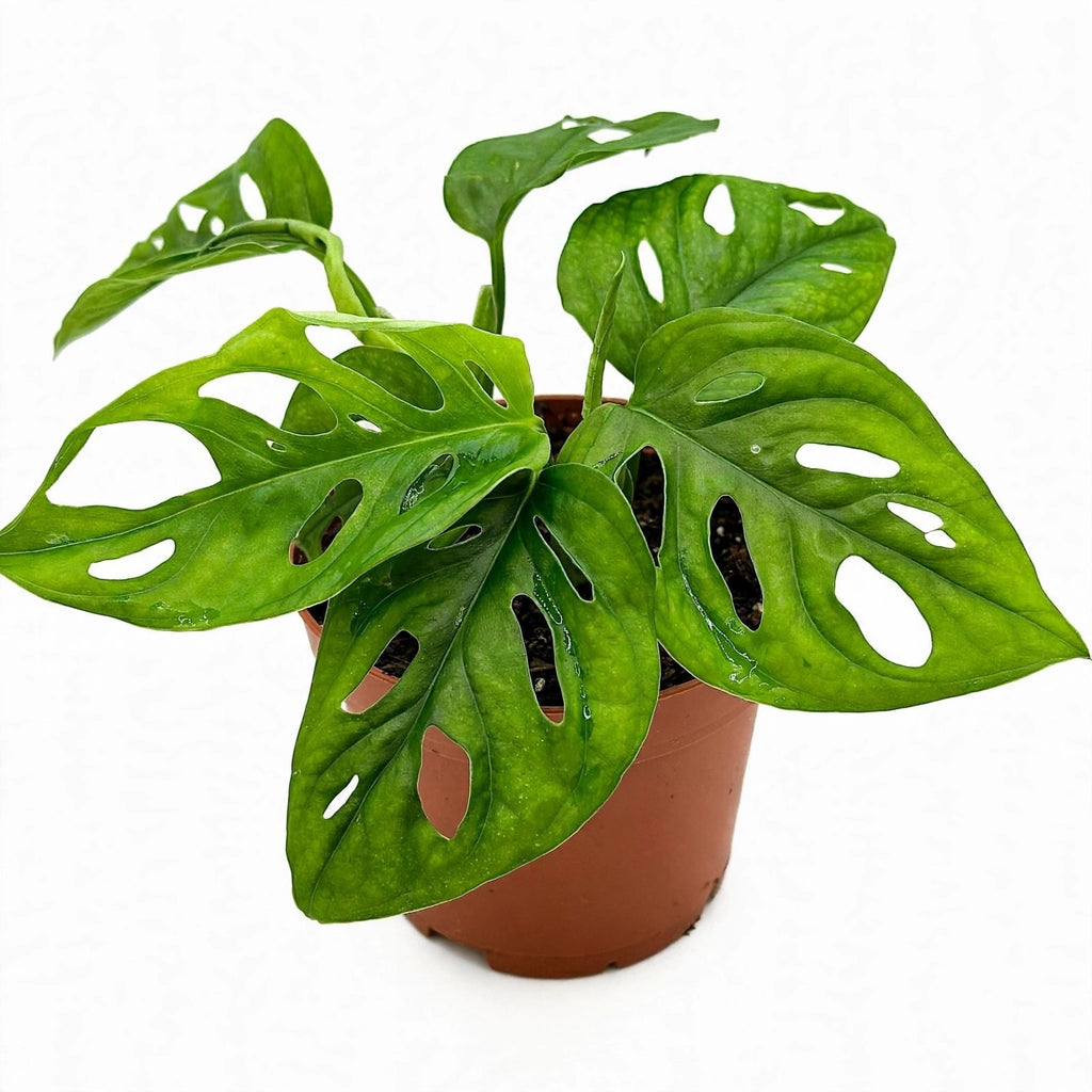 Swiss Cheese Monstera in nursery pot