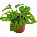 Swiss Cheese Monstera in nursery pot