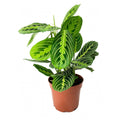 Lemon Lime Prayer Plant in nursery pot