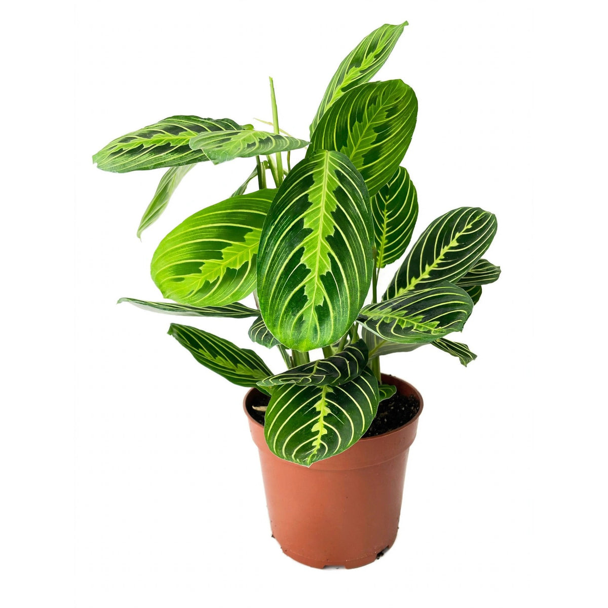 Lemon Lime Prayer Plant in nursery pot