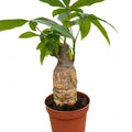 Money Tree Stump in nursery pot