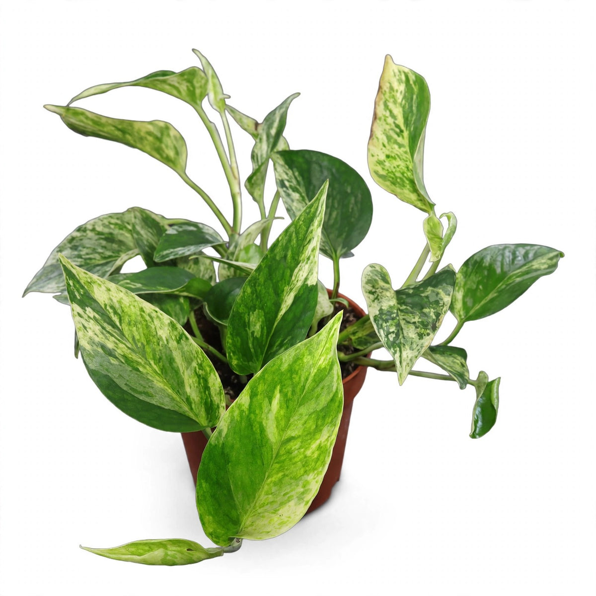 Marble Queen Pothos in nursery pot