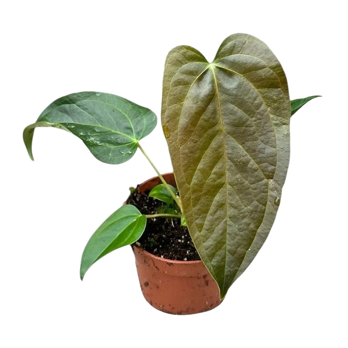 Queen of Hearts Anthurium in nursery pot