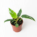 White Princess Philodendron in nursery pot