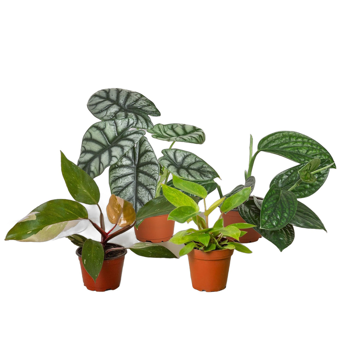 Rare Plant Bundle in nursery pot