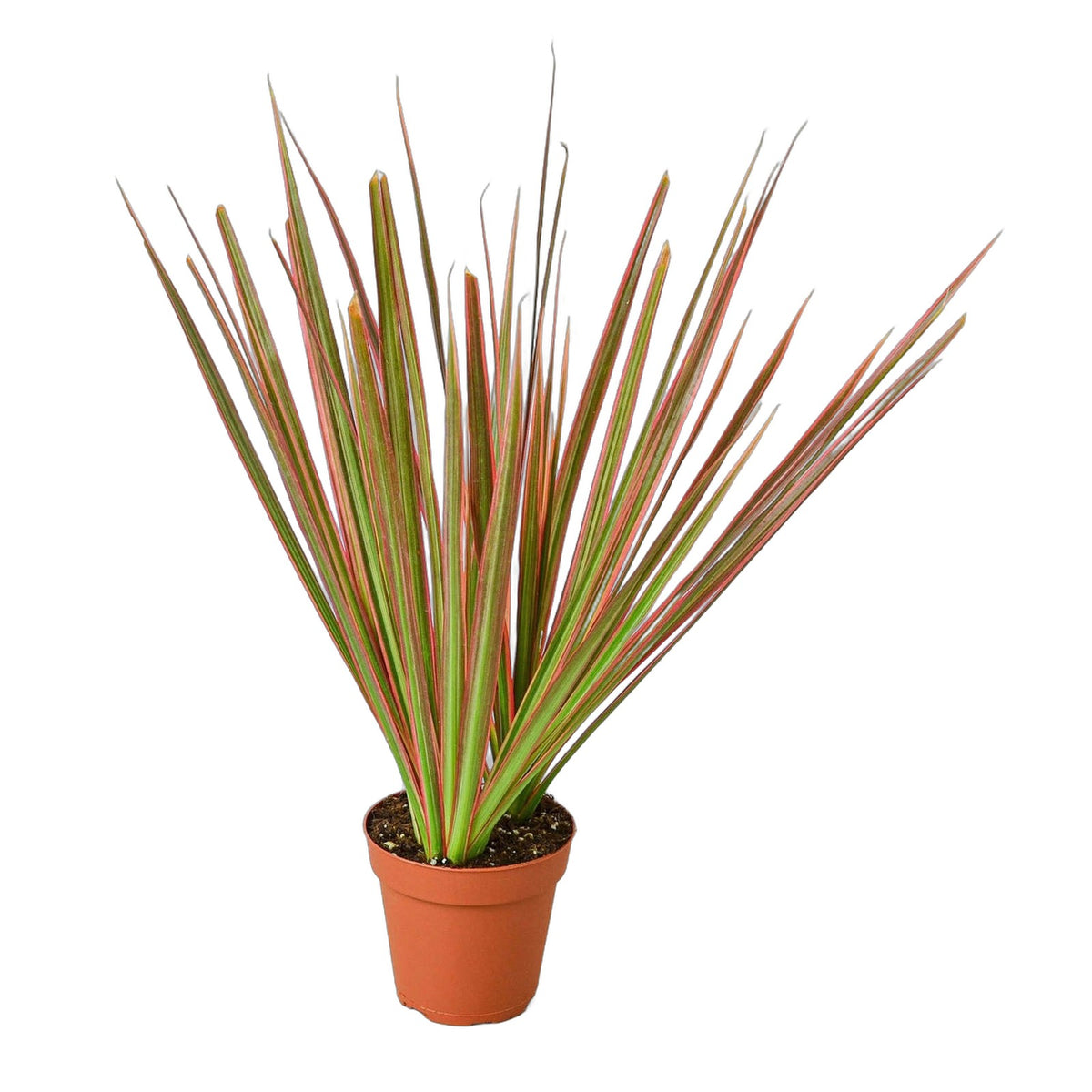 Colorama Dracaena in nursery pot