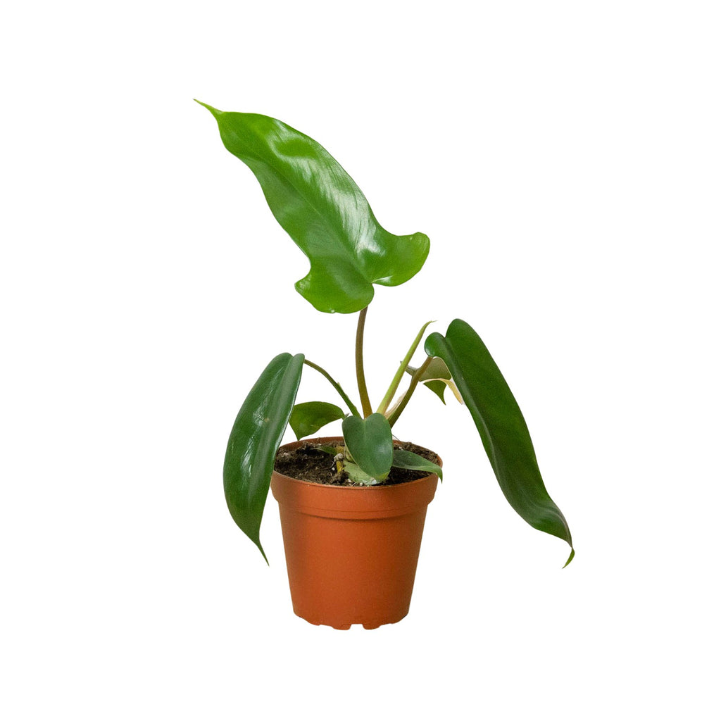 Florida Green Philodendron in nursery pot