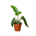 Florida Green Philodendron in nursery pot