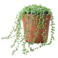 String of Pearls in nursery pot
