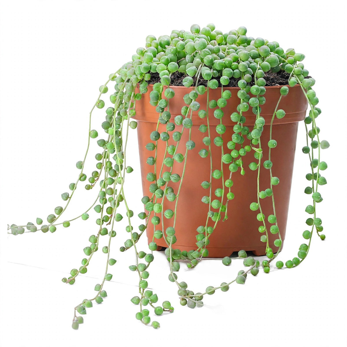 String of Pearls in nursery pot