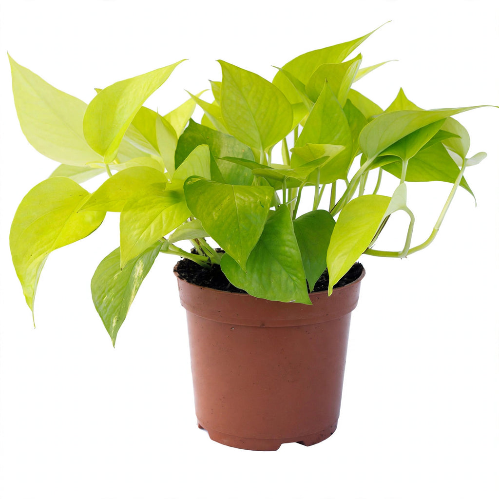 Neon Pothos in nursery pot