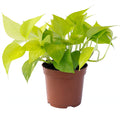 Neon Pothos in nursery pot