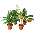 Air Purifying Bundle in nursery pot