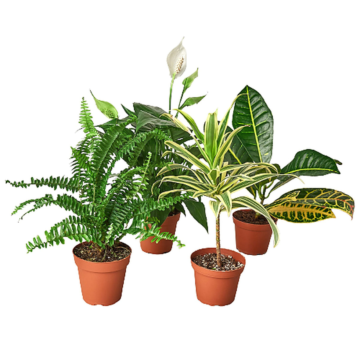 Air Purifying Bundle in nursery pot