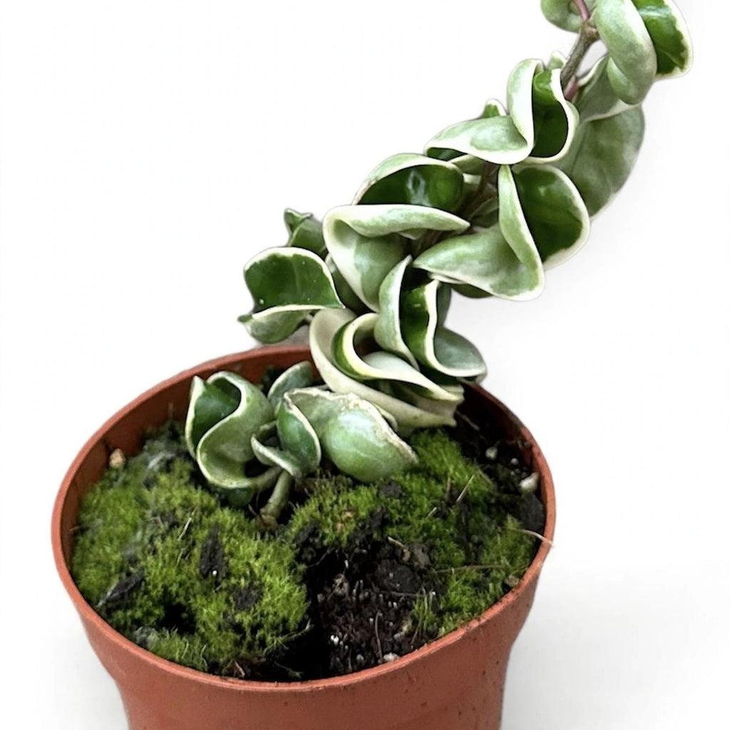 Variegated Hoya Rope Plant in nursery pot