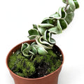 Variegated Hoya Rope Plant in nursery pot