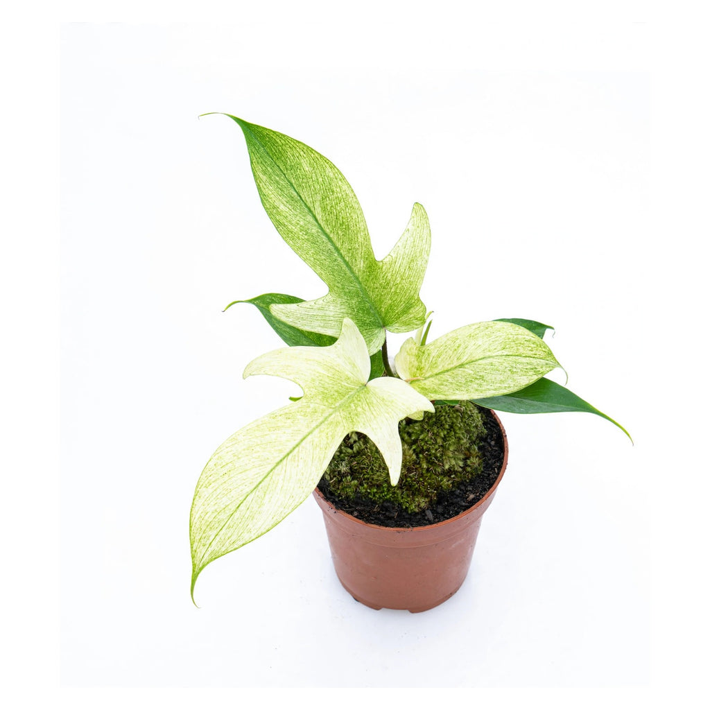 Florida Ghost Philodendron in nursery pot