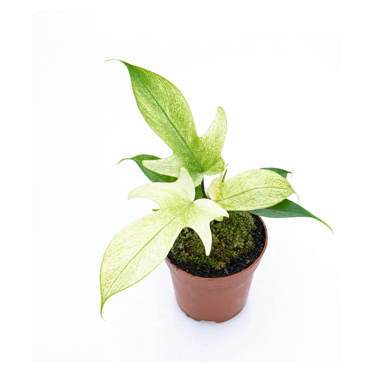 Florida Ghost Philodendron in nursery pot