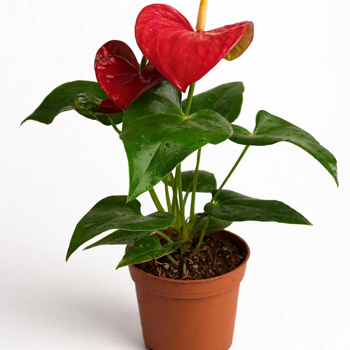 Red Anthurium in nursery pot
