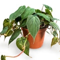 Philodendron Velvet in nursery pot