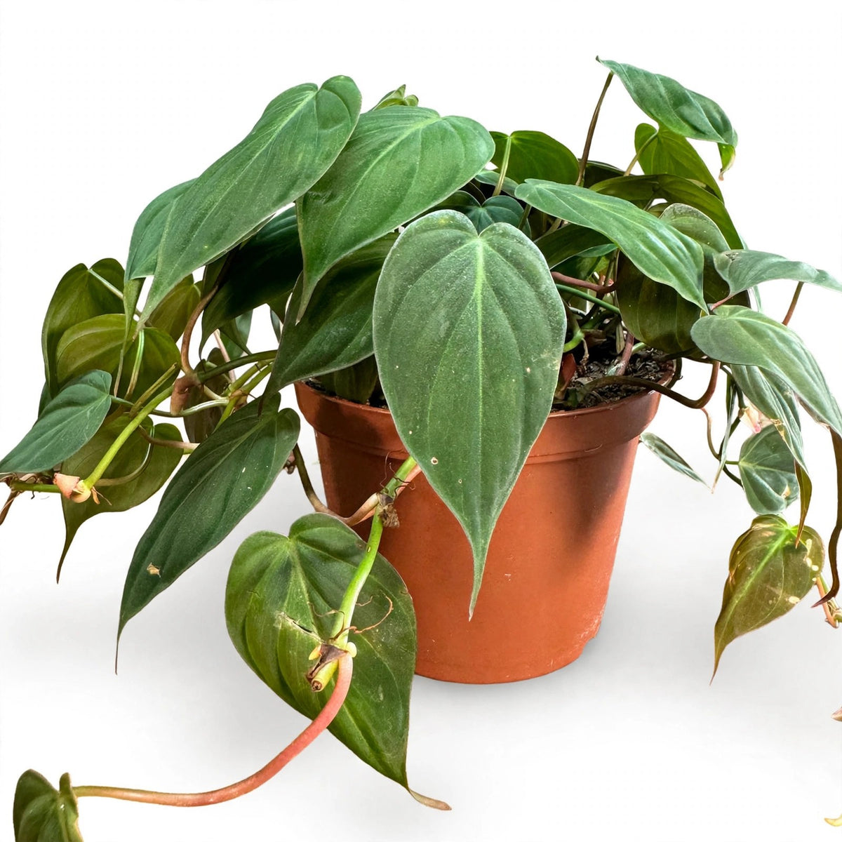 Philodendron Velvet in nursery pot