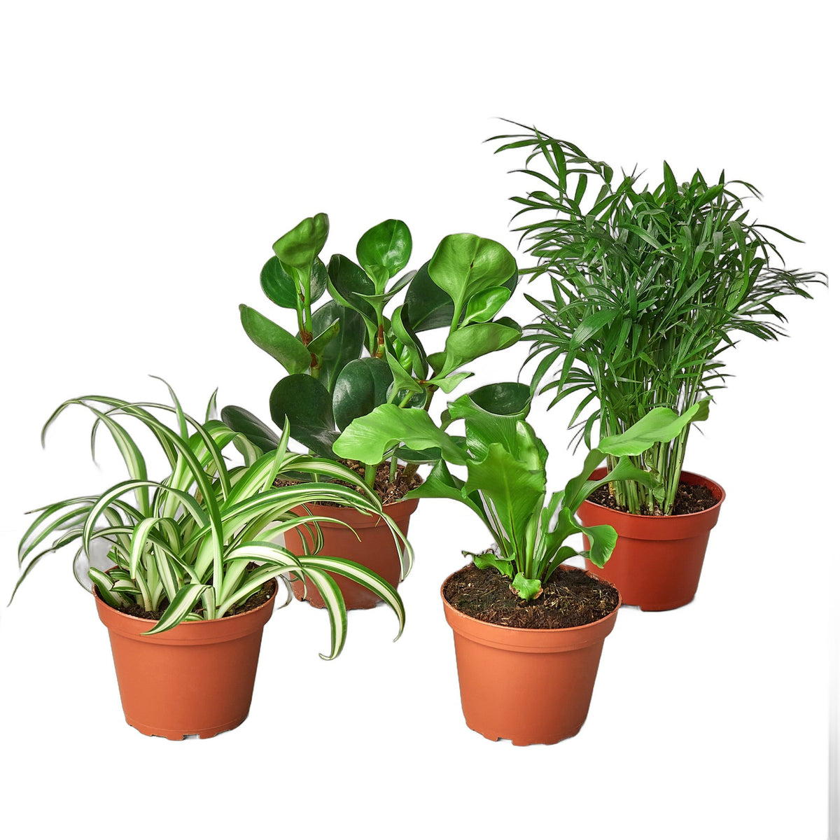 Pet Friendly Bundle in nursery pot