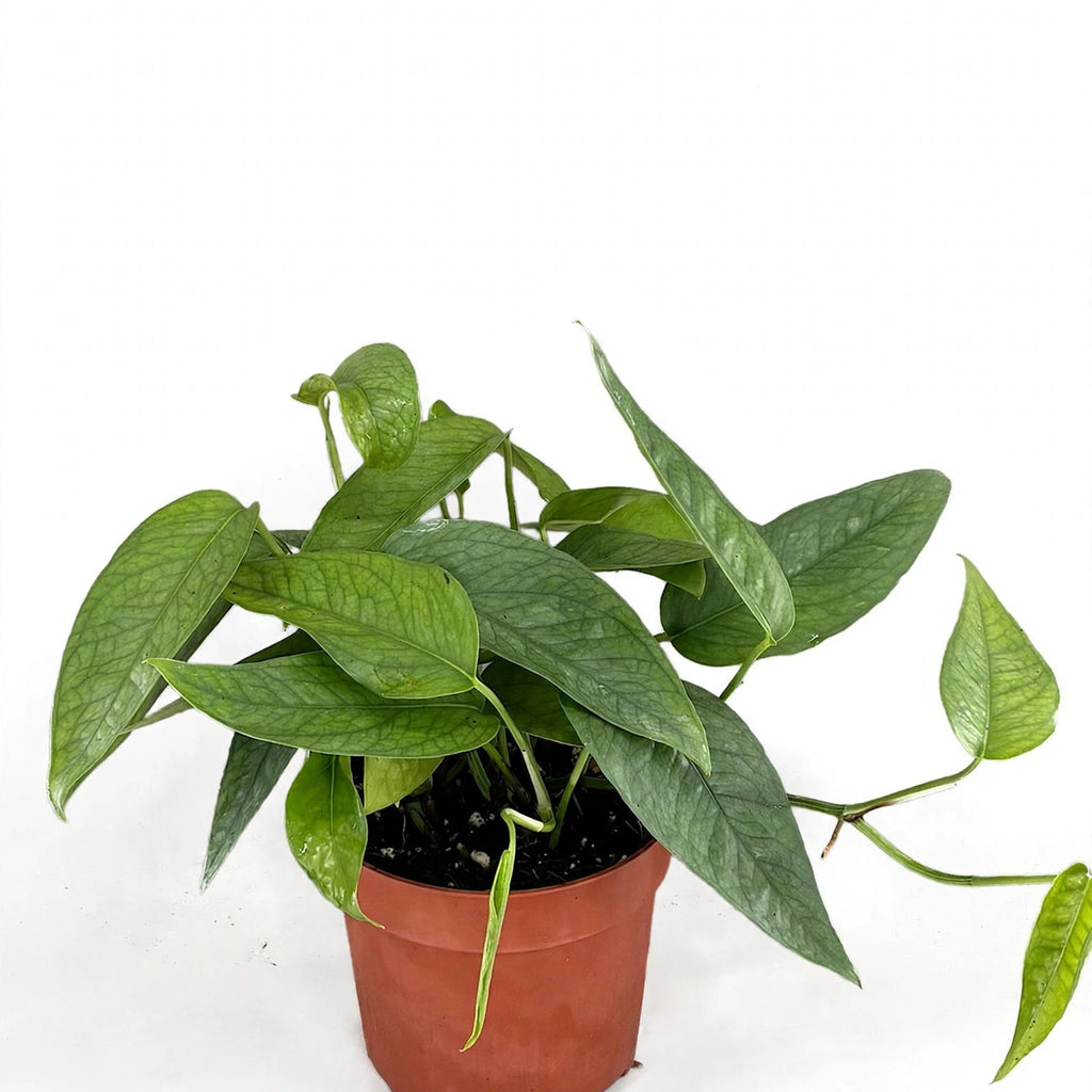 Cebu Blue Pothos in nursery pot