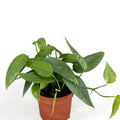 Cebu Blue Pothos in nursery pot