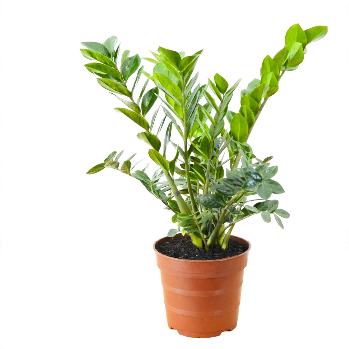 ZZ Plant in nursery pot