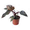 Pink Princess Philodendron in nursery pot