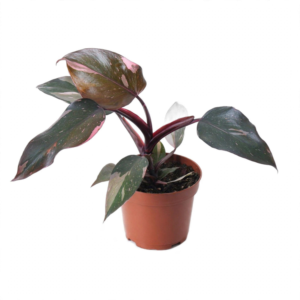 Pink Princess Philodendron in nursery pot