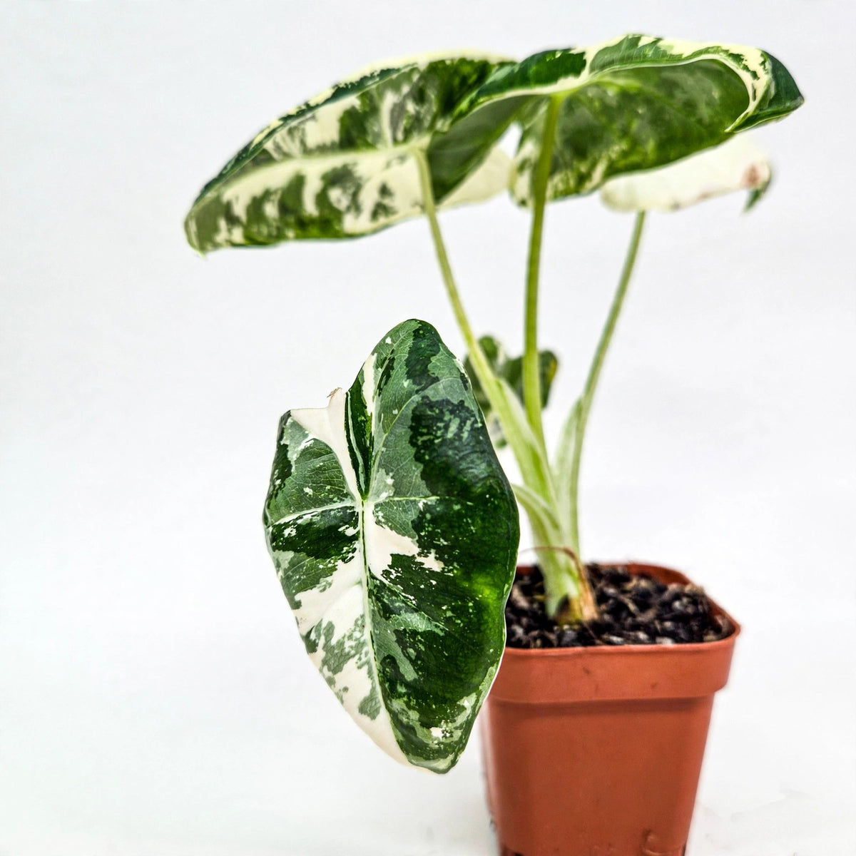 Variegated Alocasia Frydek in nursery pot