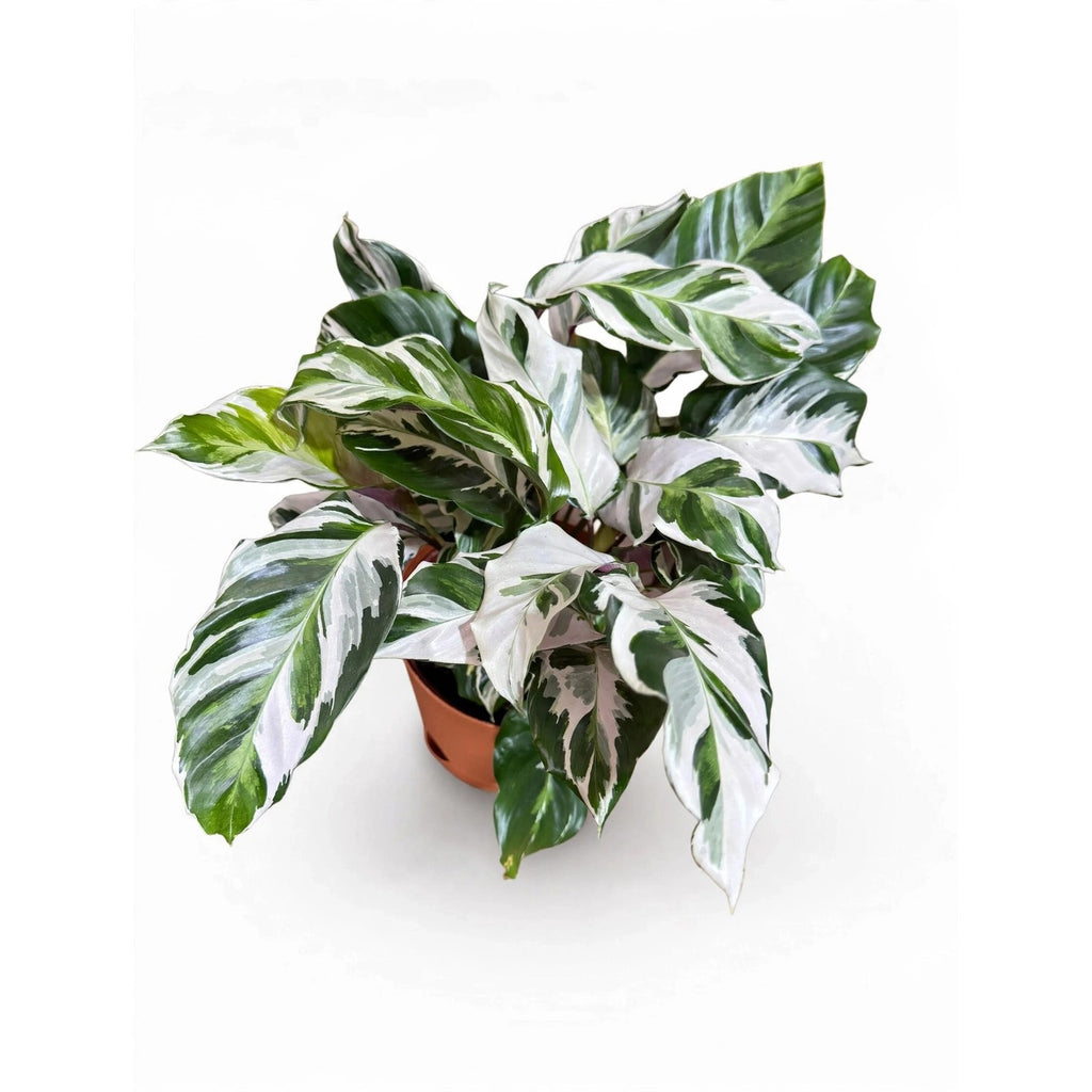 White Fusion Calathea in nursery pot