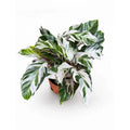 White Fusion Calathea in nursery pot