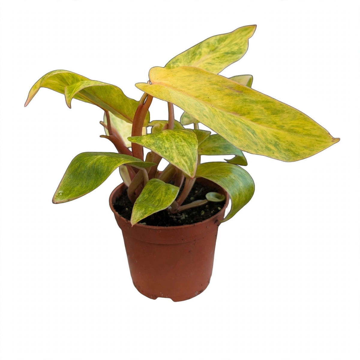 Painted Lady Philodendron in nursery pot