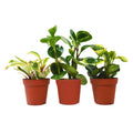 3 Peperomia Variety Pack in nursery pot