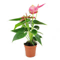 Pink Anthurium in nursery pot