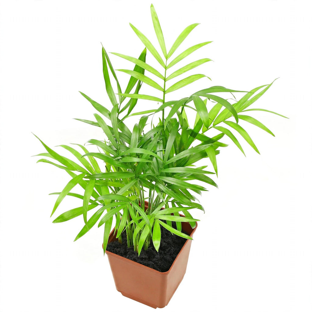 Parlor Palm in nursery pot