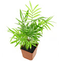 Parlor Palm in nursery pot