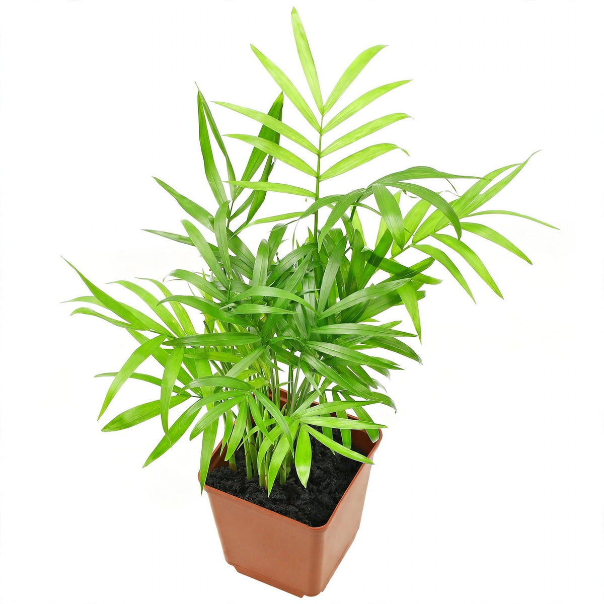 Parlor Palm in nursery pot