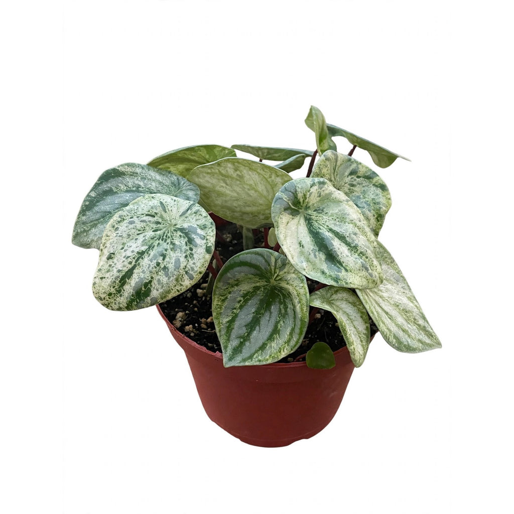 Variegated Watermelon Peperomia in nursery pot