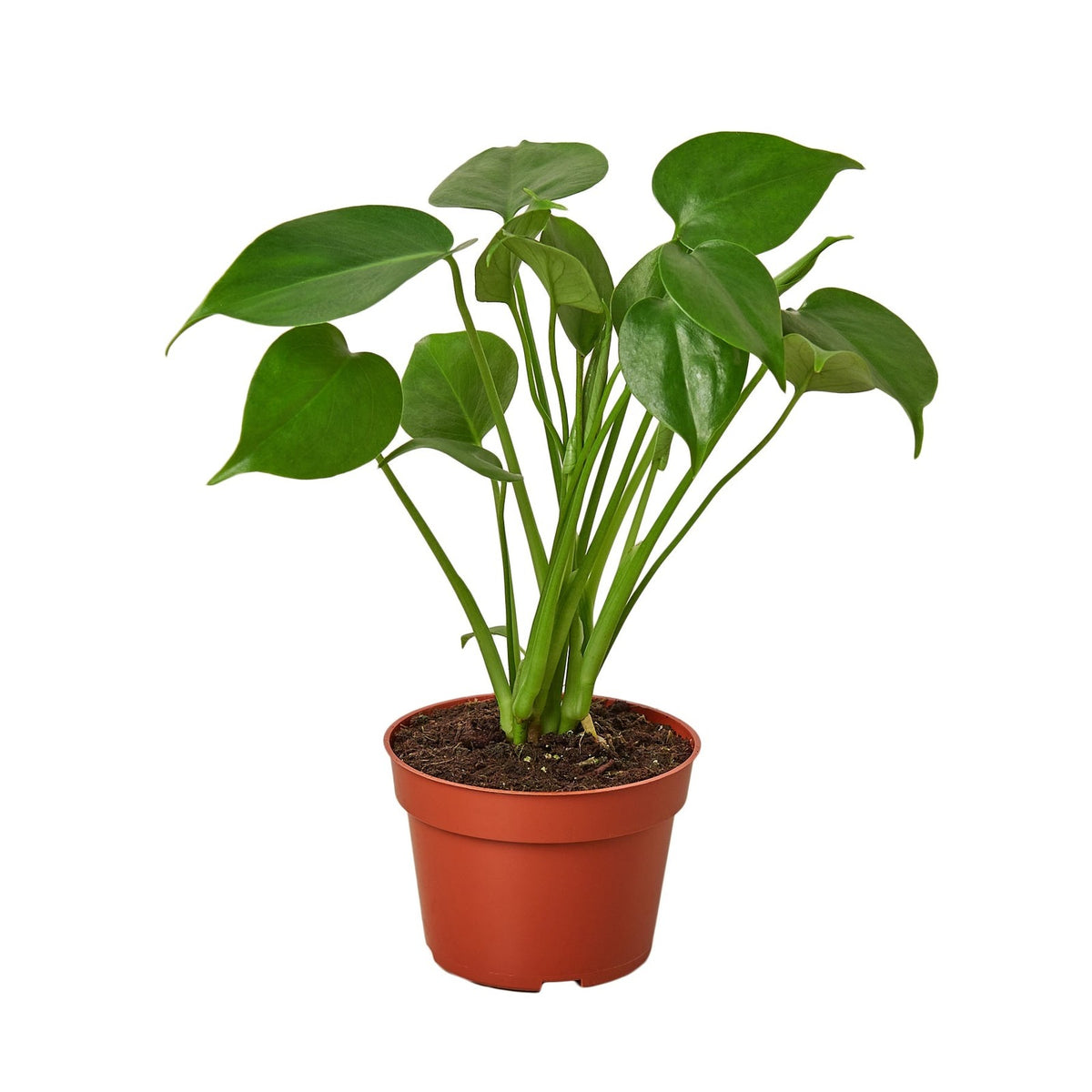 New Plant Parent Bundle in nursery pot
