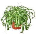 Spider Plant 'Bonnie' in nursery pot