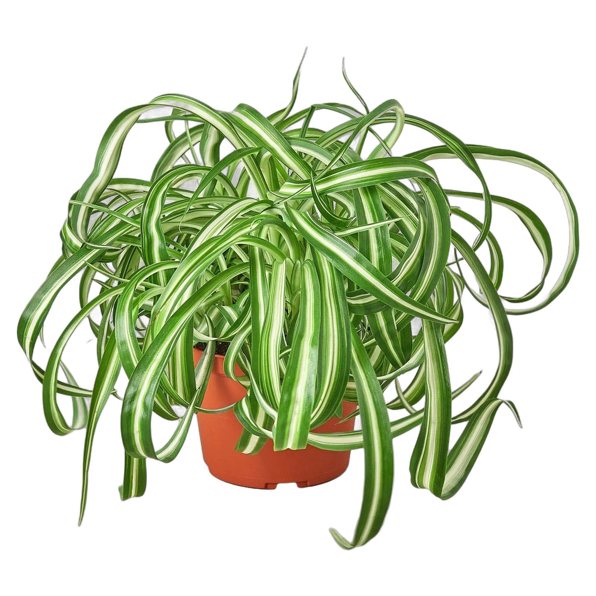 Spider Plant 'Bonnie' in nursery pot