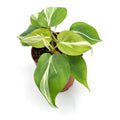 Silver Stripe Philodendron in nursery pot